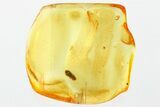 Detailed Fossil False Click Beetle (Throscidae) in Baltic Amber #367410-1
